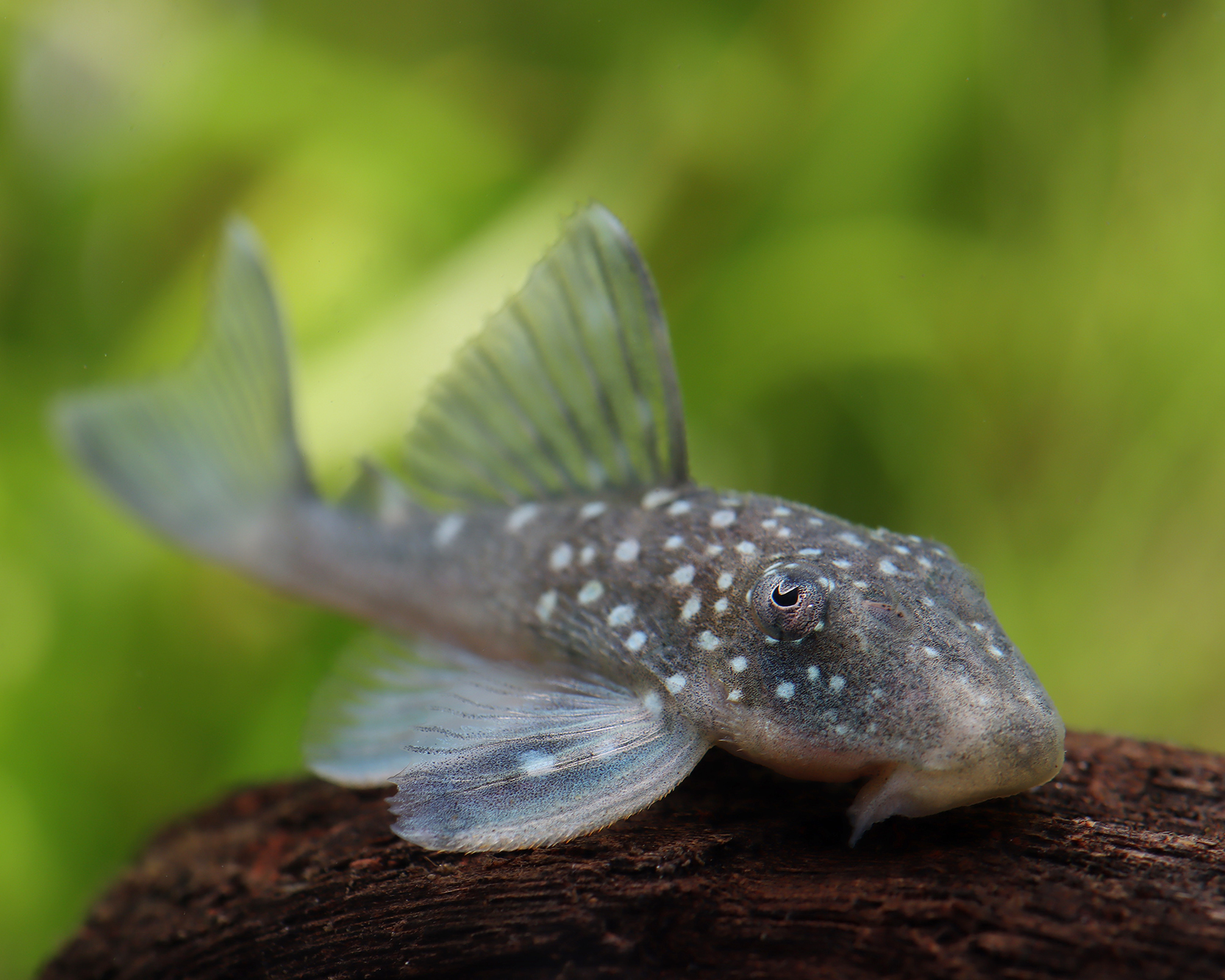 Blue Phantom (L-128) Plecostomus